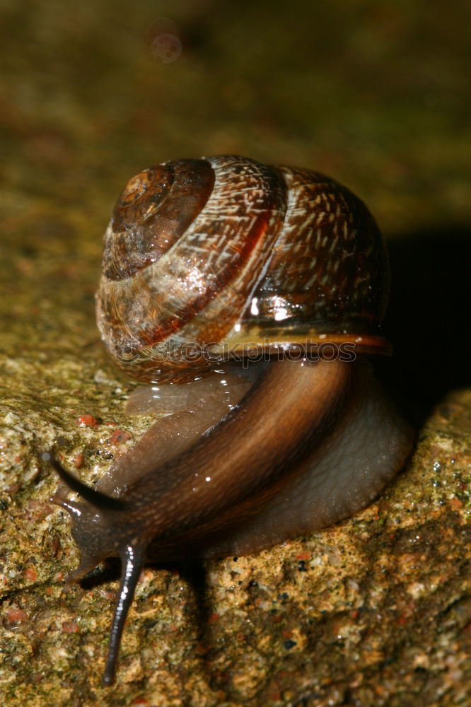 Image, Stock Photo New tenant wanted Snail