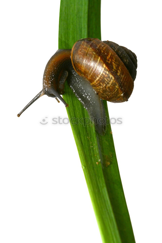 Similar – snail mail: a yellow-brown snail on a stem with a neutral background