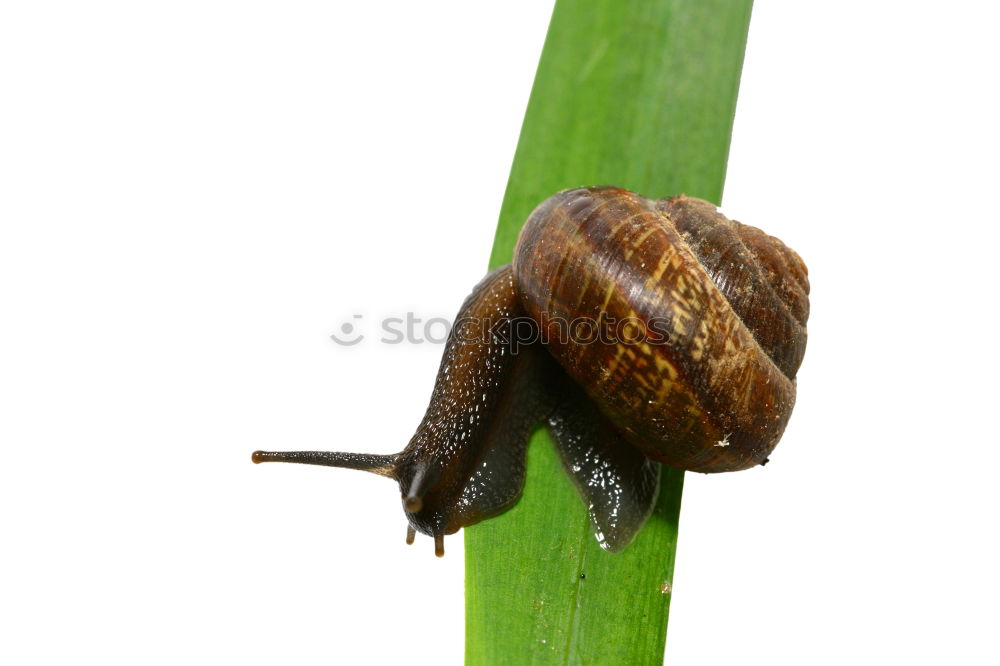 Similar – snail mail: a yellow-brown snail on a stem with a neutral background