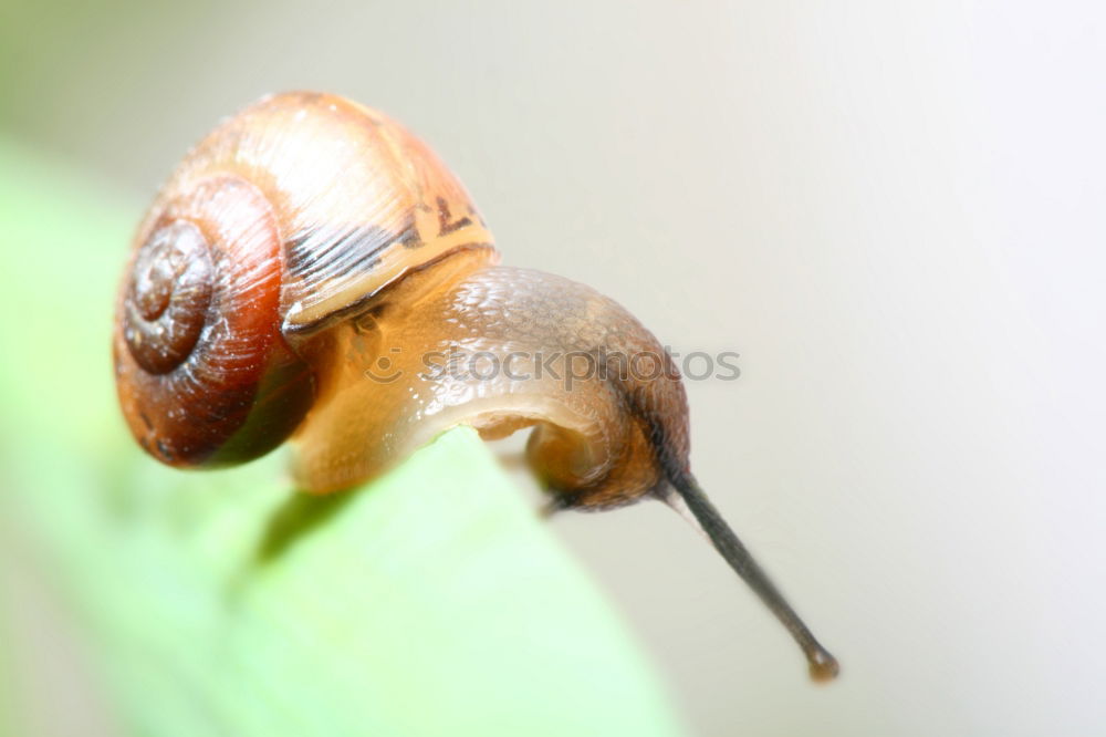 Similar – snail mail: a yellow-brown snail on a stem with a neutral background