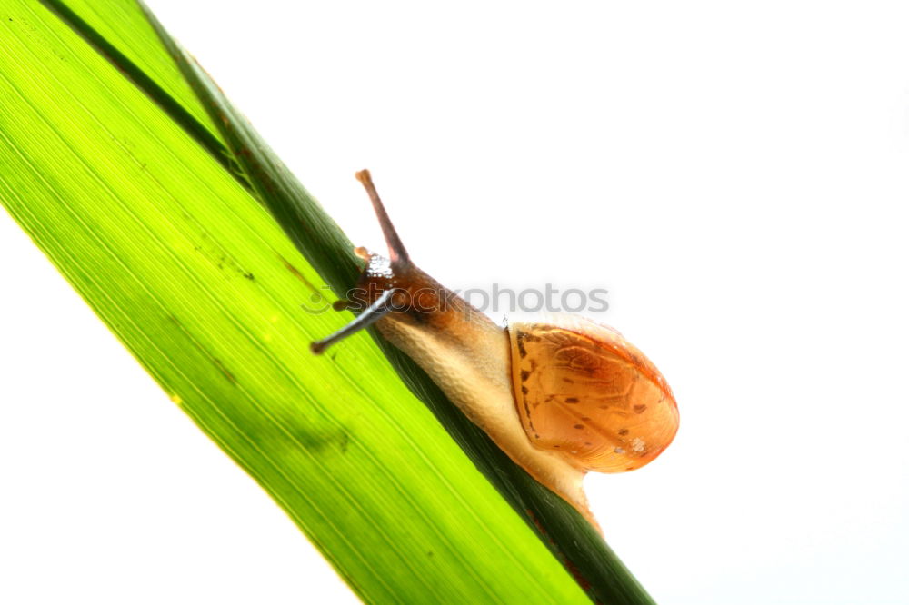 Similar – Image, Stock Photo Snail on Tour Slug Slowly