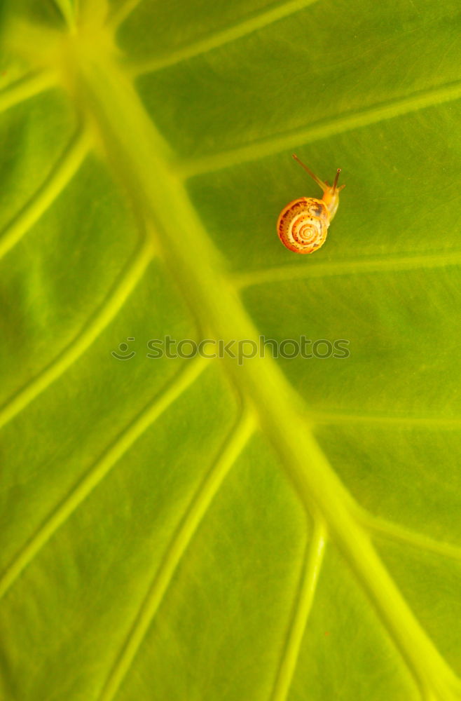 Leather bug, nymph on leaf