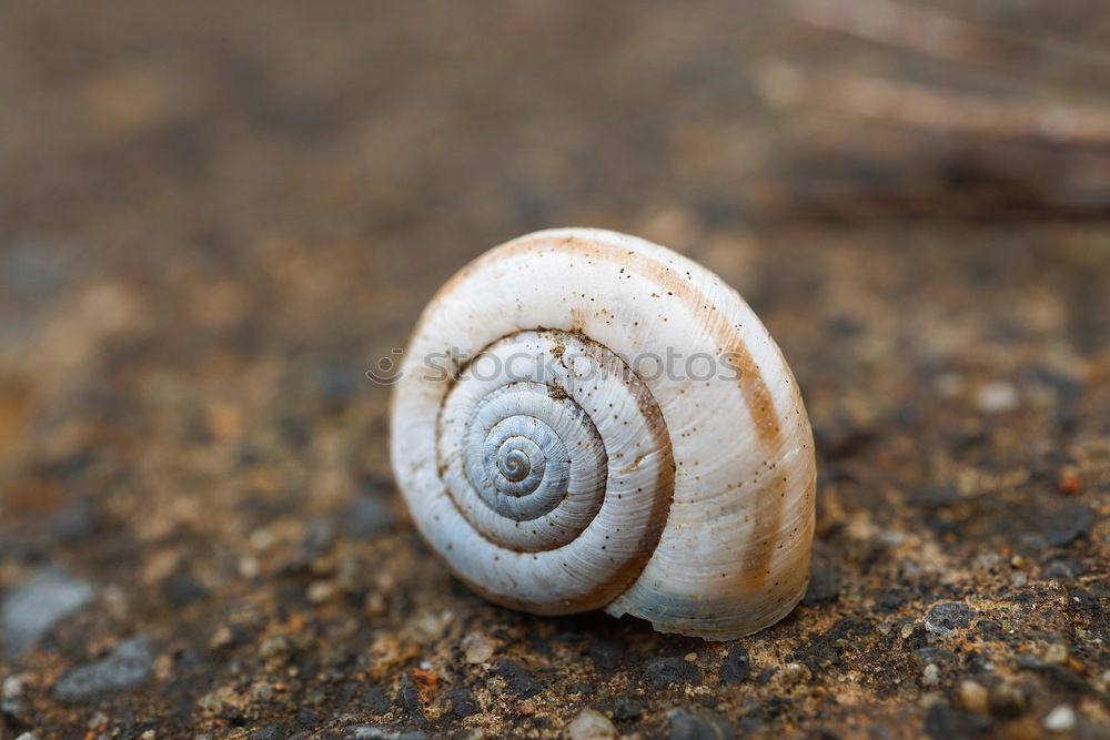 Similar – gastropoda Snail Spiral