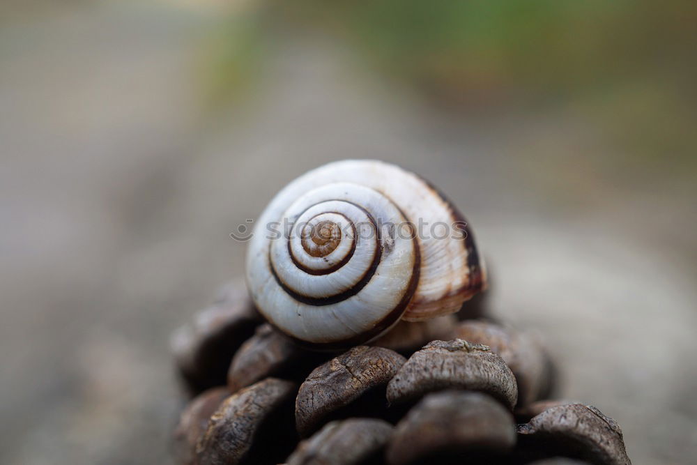 Similar – Snail shell in moss