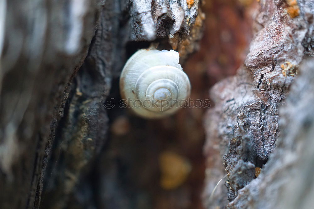 Similar – snail shell Snail