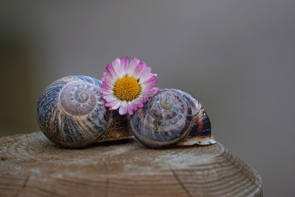 Snail in the flower field.