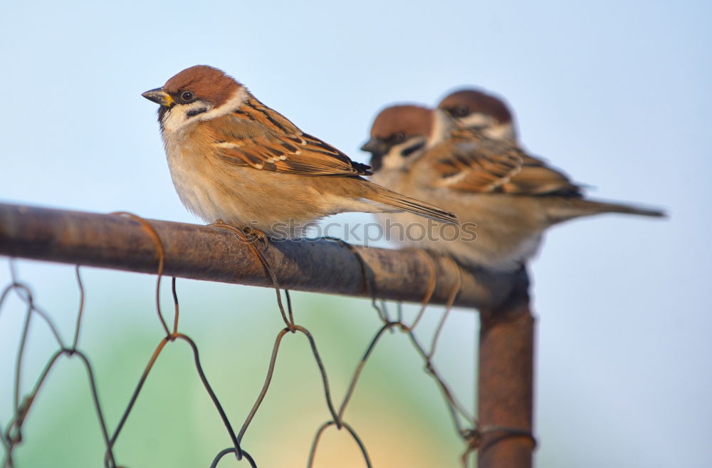 Similar – Foto Bild Zaungespräch Tier Vogel