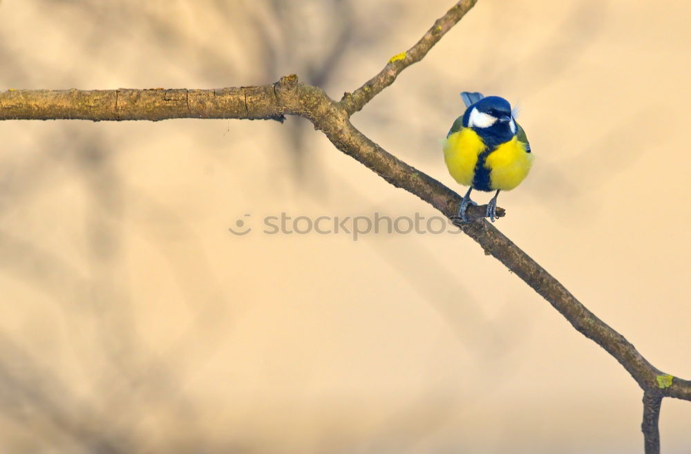 Similar – Image, Stock Photo Cinciallegra (Parus major)