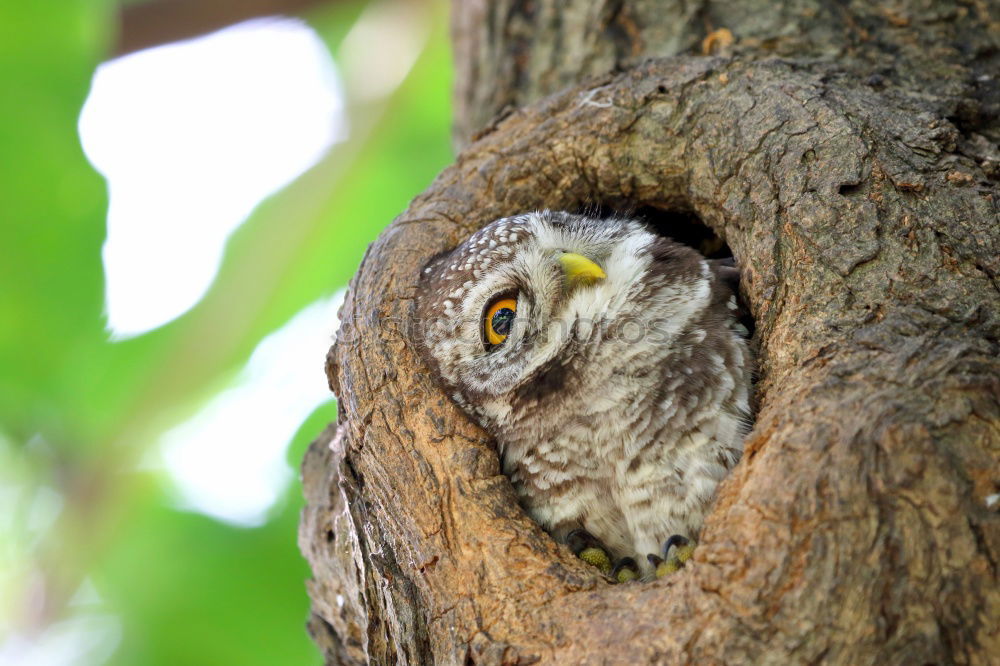 Similar – Long-eared owl Doze Sleep