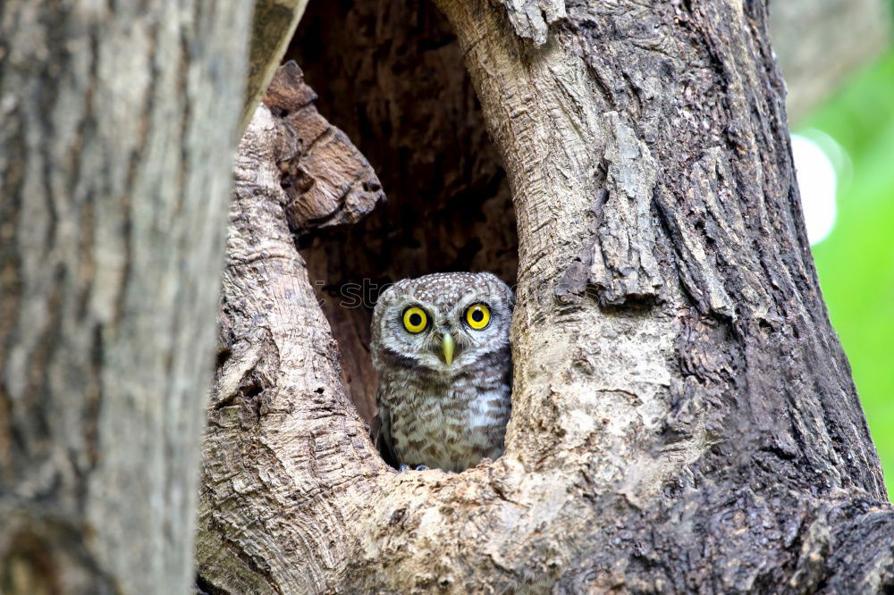 Similar – Long-eared owl Doze Sleep