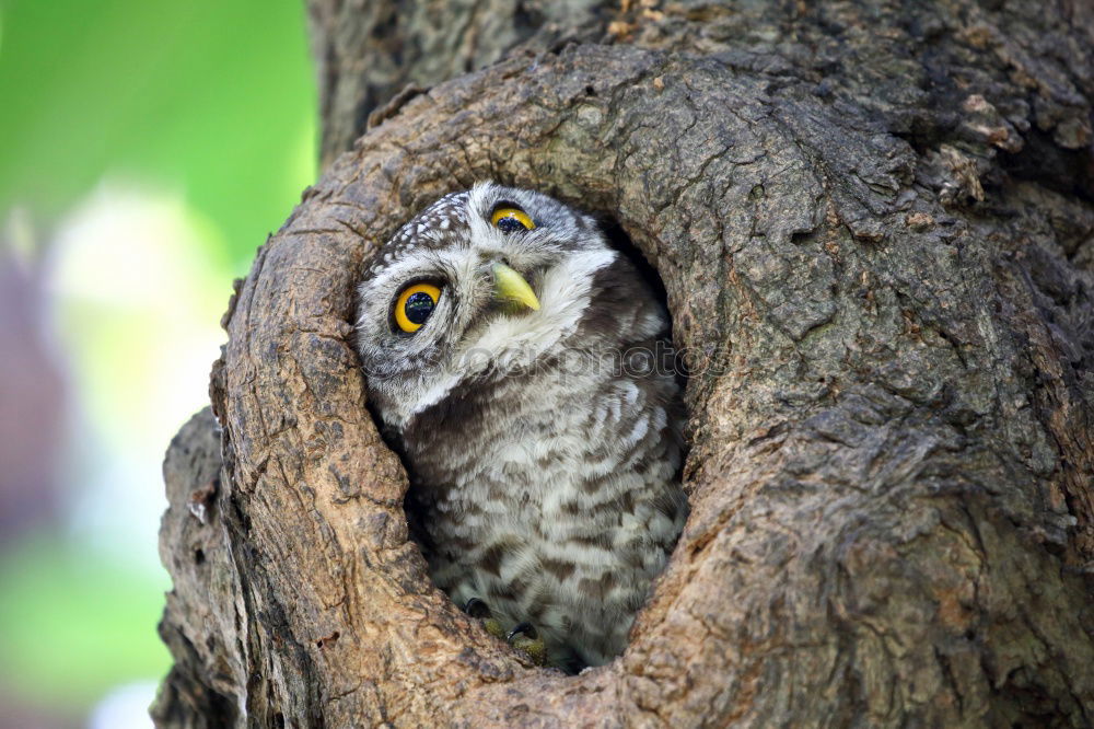 Similar – Long-eared owl Doze Sleep