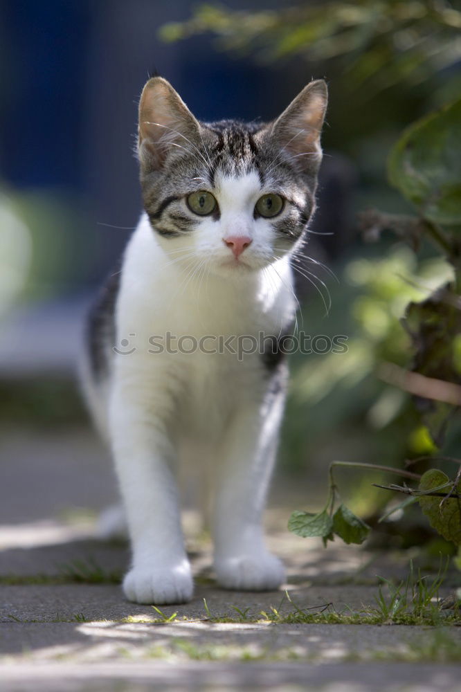 Similar – sehnsüchtiger Blick Tier