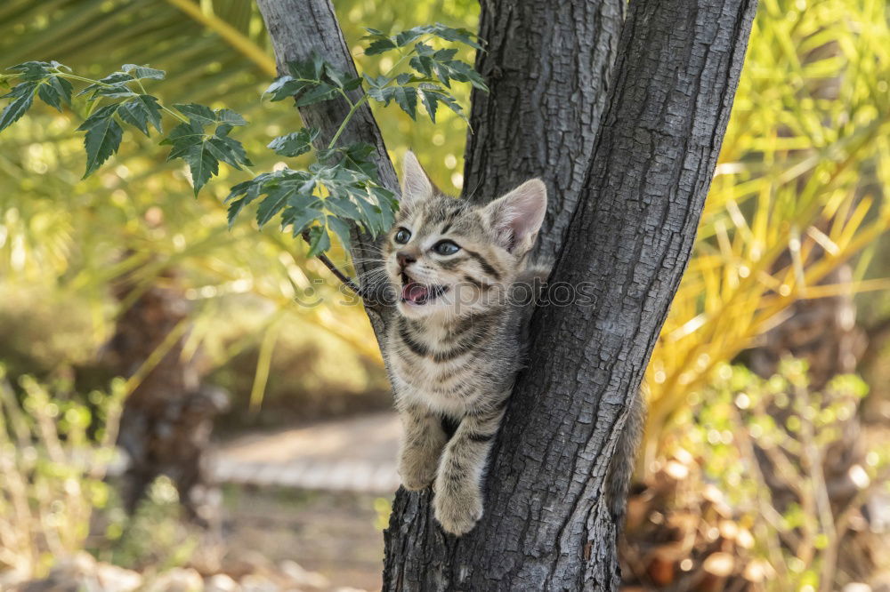 Similar – Image, Stock Photo blockhead Nature Tree