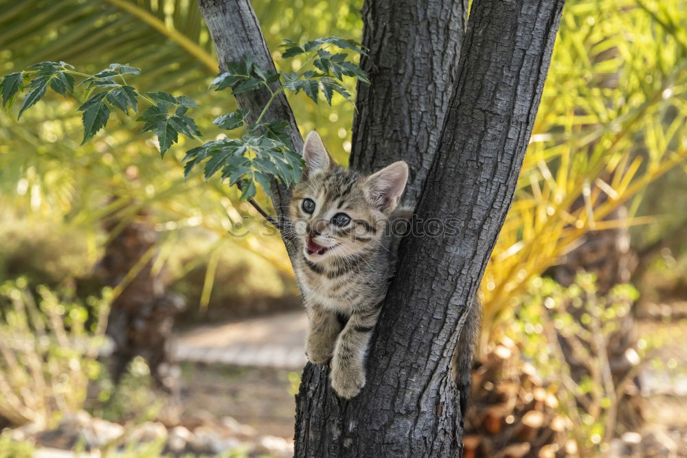 Similar – Image, Stock Photo Grey koala climbing a tree