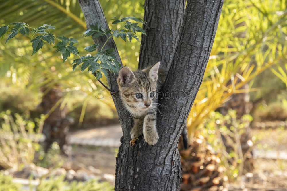 Similar – Image, Stock Photo Corsican Cat Environment