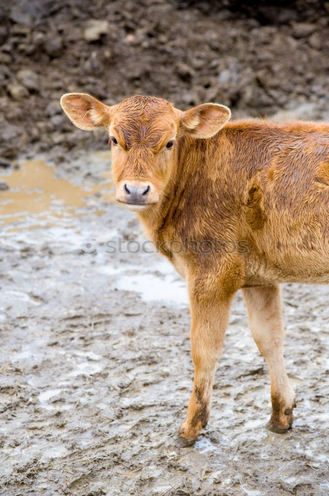 Similar – Image, Stock Photo calf Environment Nature