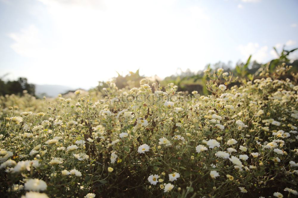 Similar – Foto Bild Tirol Natur Landschaft