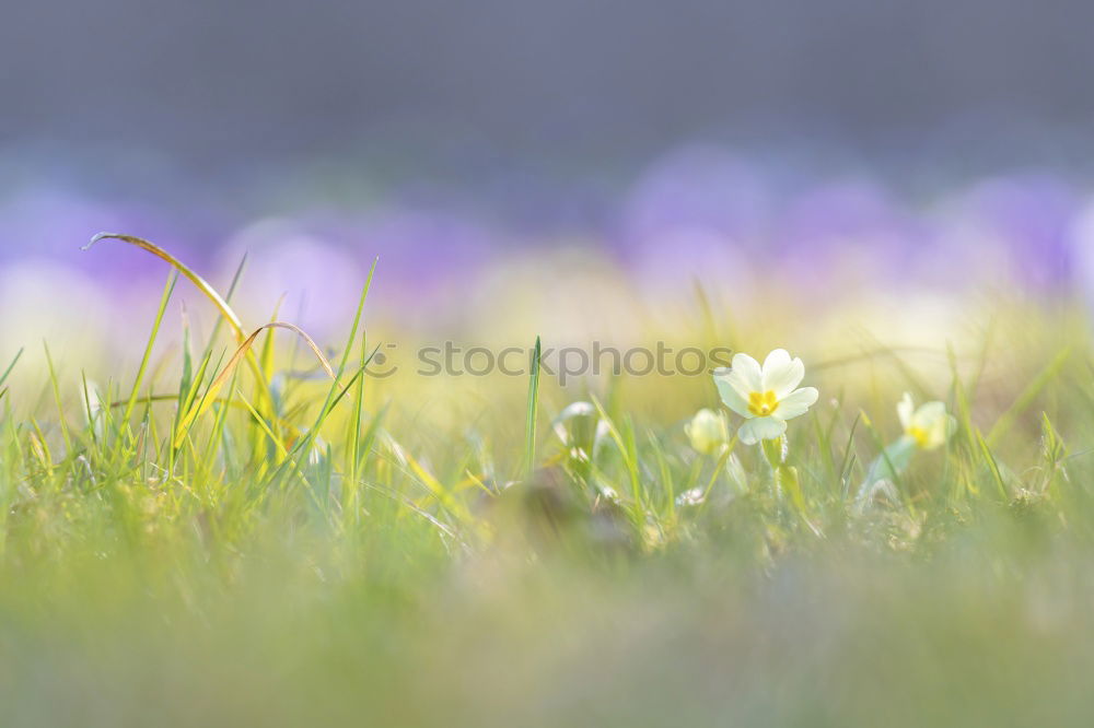 Image, Stock Photo On the lakeshore III