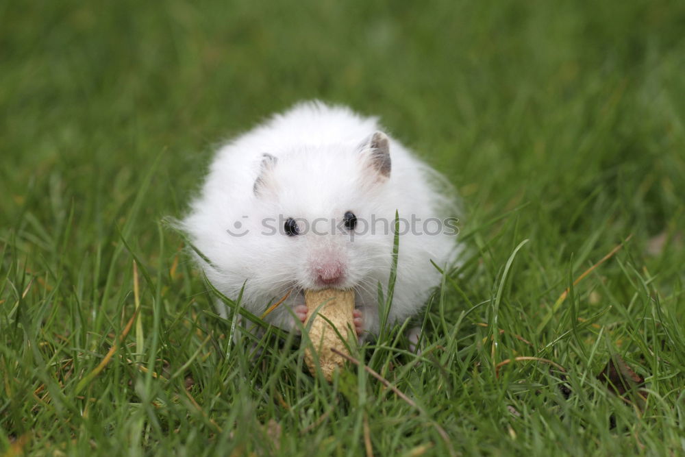 Similar – Kleine Maus Feld Gras süß