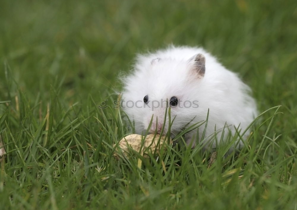 Similar – Image, Stock Photo candy Nature Animal Grass