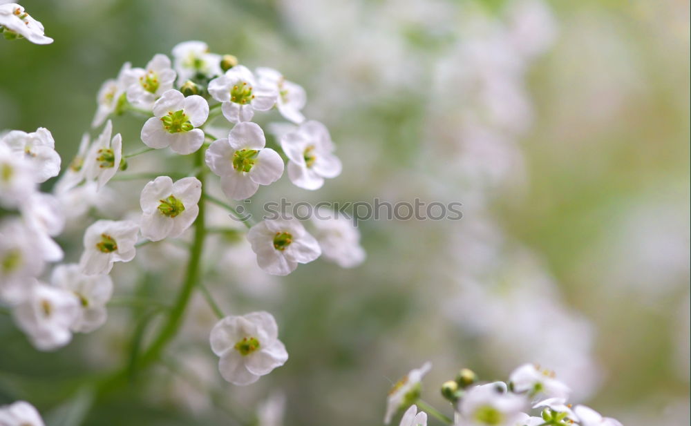 Similar – Foto Bild weiße Blüten einer Sommerwiese mit Sonnenschein