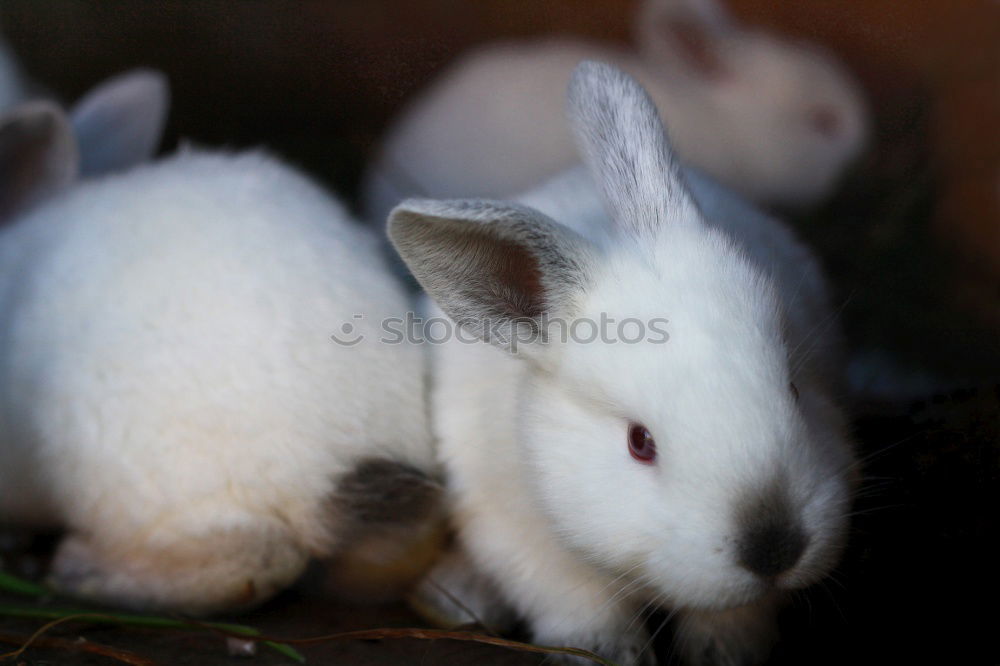 Similar – Image, Stock Photo Easter egg bringer Animal