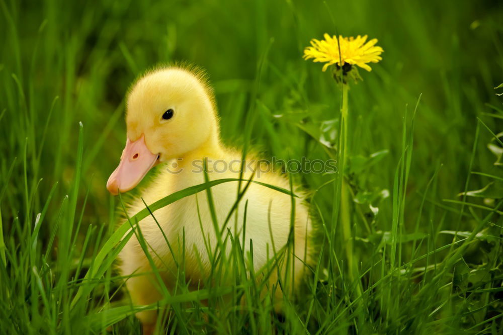 Similar – Image, Stock Photo Teamwork! Flower Chick