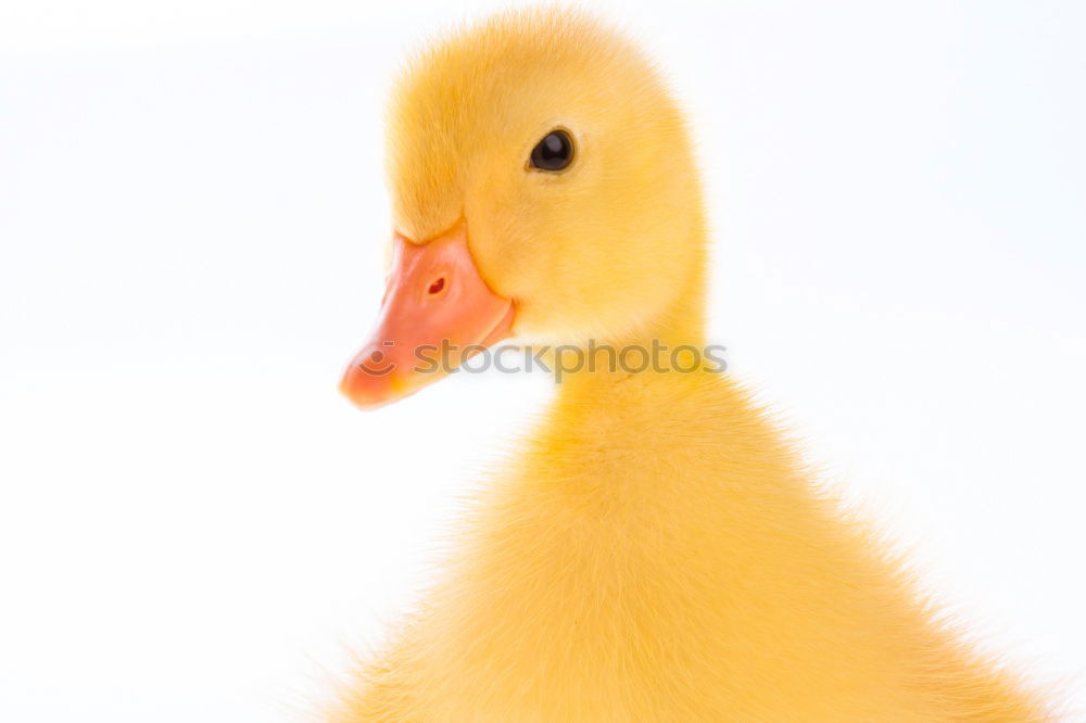 Similar – squeaky duck Squeak duck