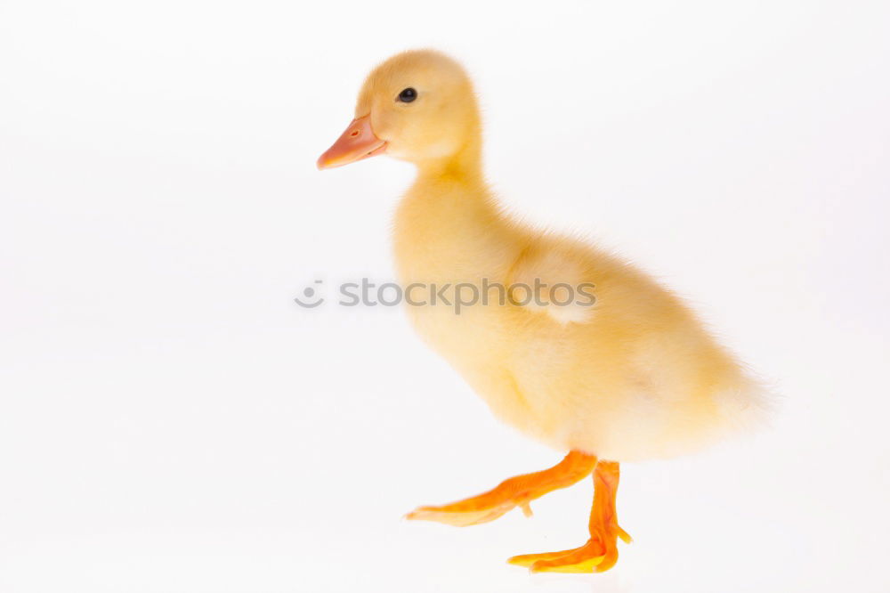 Similar – Image, Stock Photo surprise guest