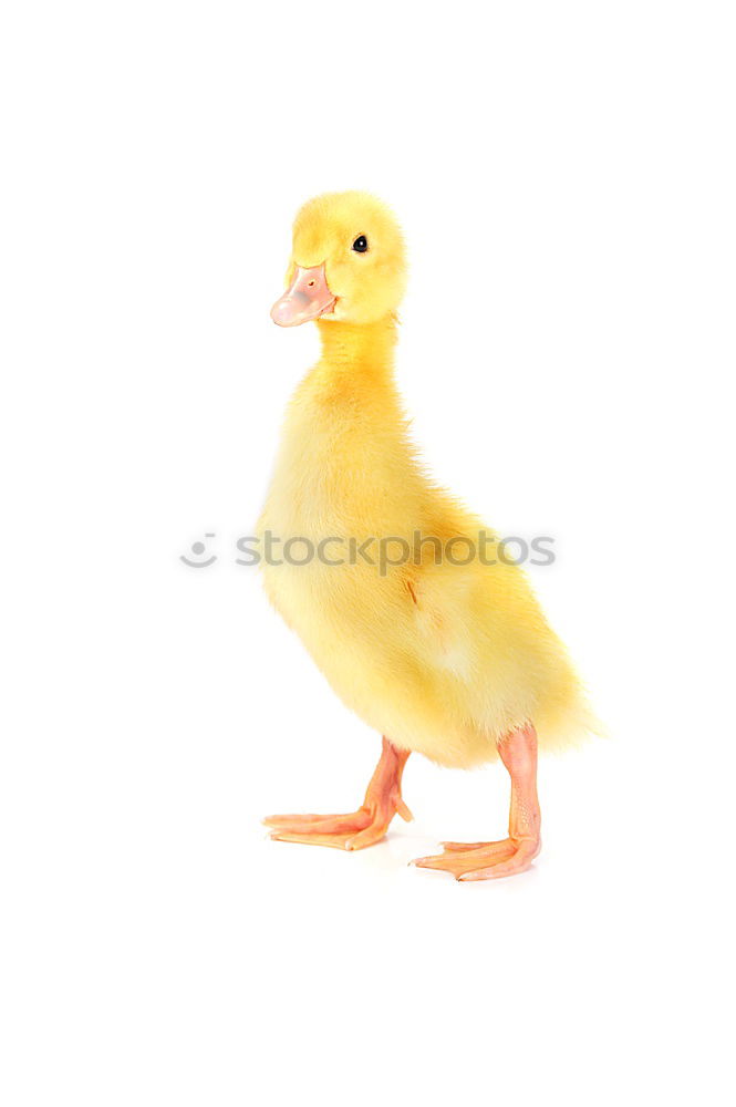 Similar – Image, Stock Photo surprise guest