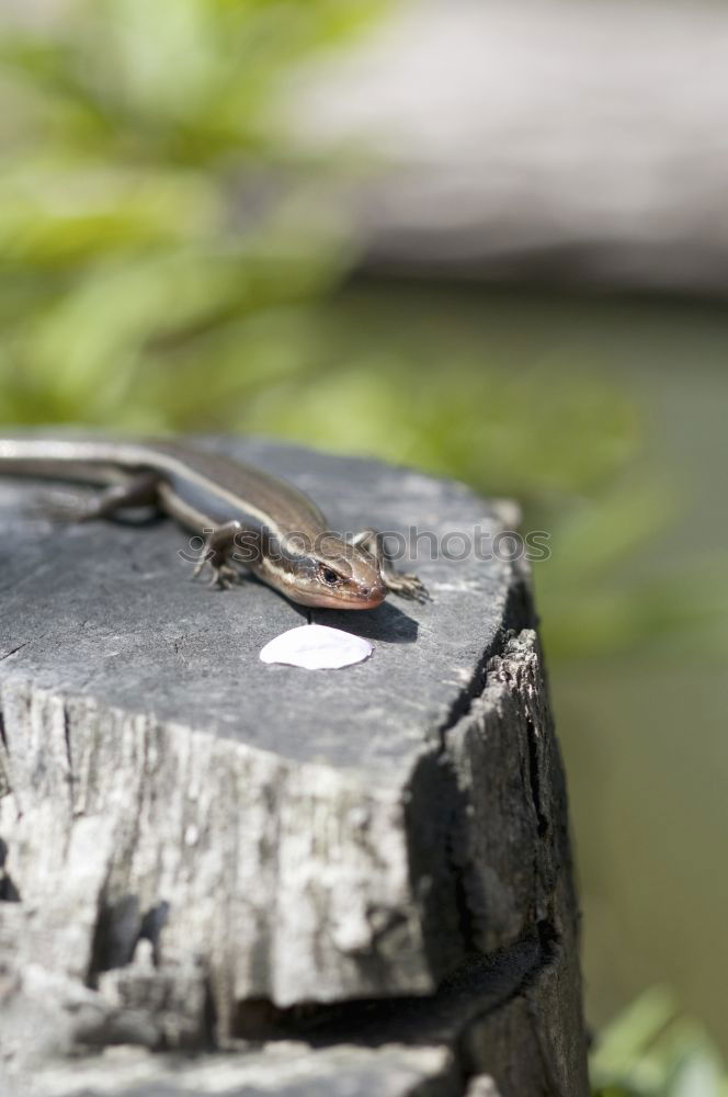 Similar – Image, Stock Photo sunbathers Nature