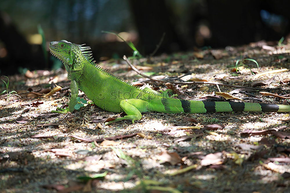 Similar – Image, Stock Photo You got something for me?, Green Lizard is looking for a photographer on Fraser Island. Queensland / Australia