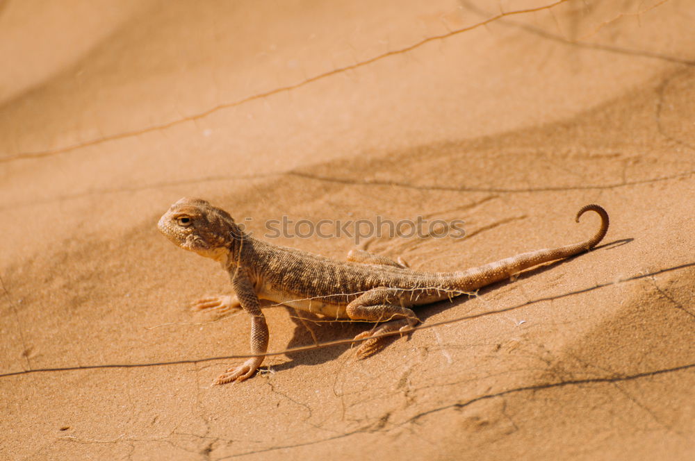 Similar – Image, Stock Photo Settler agame on a rock with head stretched up