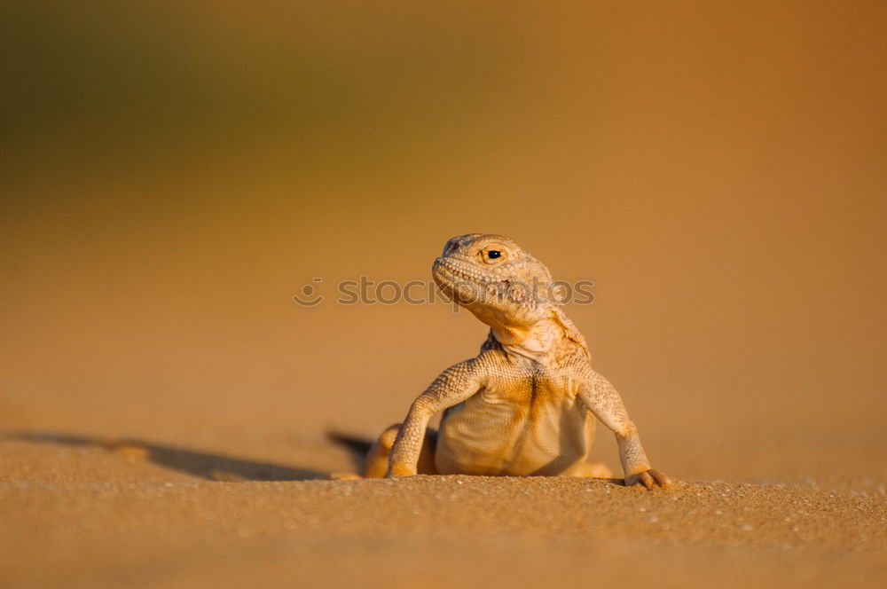 Similar – Desert gecko