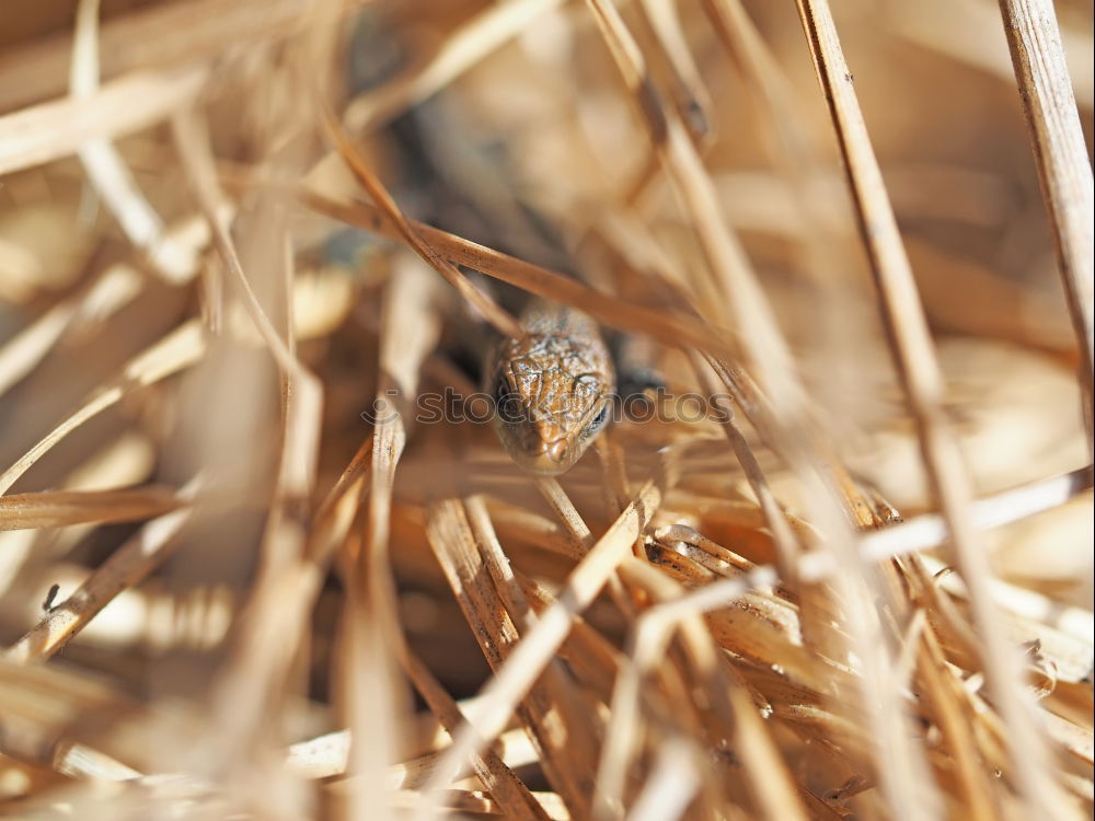 Similar – Image, Stock Photo Lizard in the garden