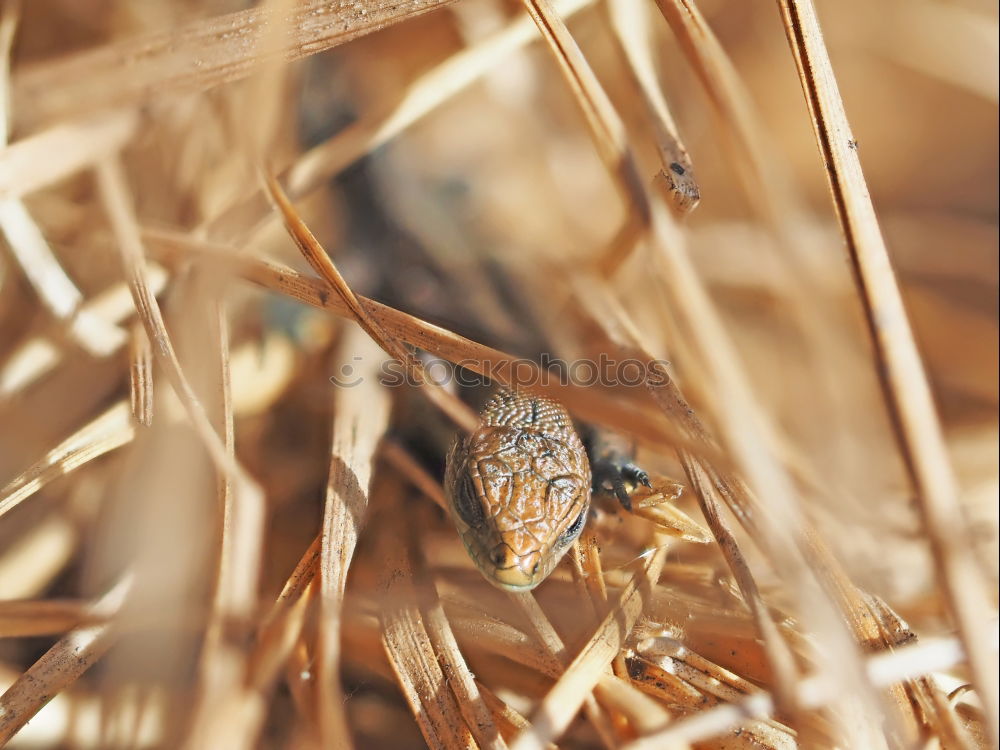 Similar – Image, Stock Photo Tigered cat on the prowl