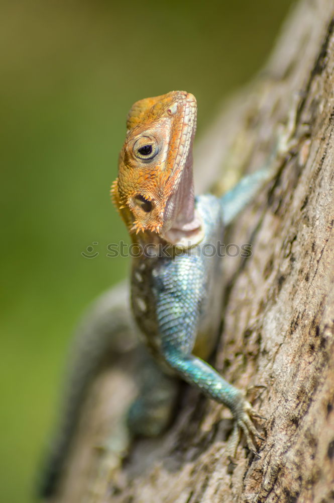 Image, Stock Photo Lizard of all colors on a trunk in a garden
