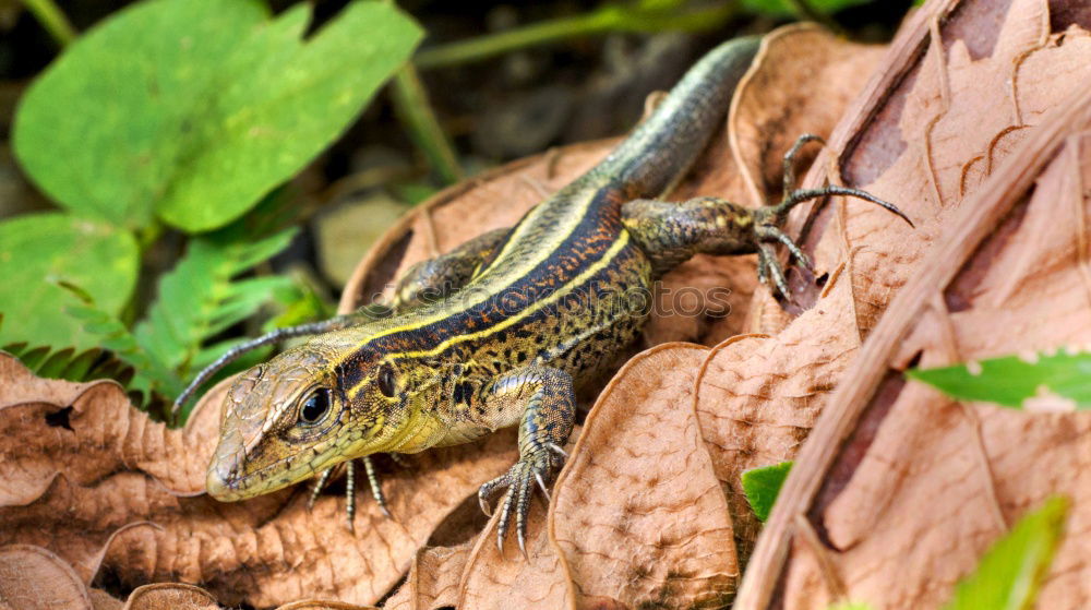 Image, Stock Photo wall lizard on a trunk 1