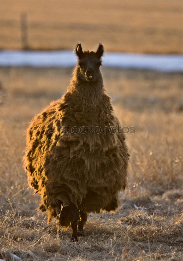 Similar – Image, Stock Photo closeup of large wild boar at dawn