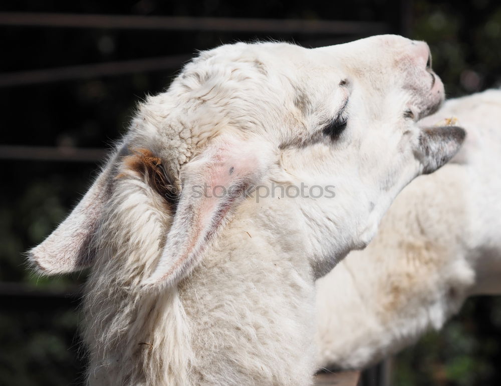 Similar – Image, Stock Photo With mum it is most beautiful