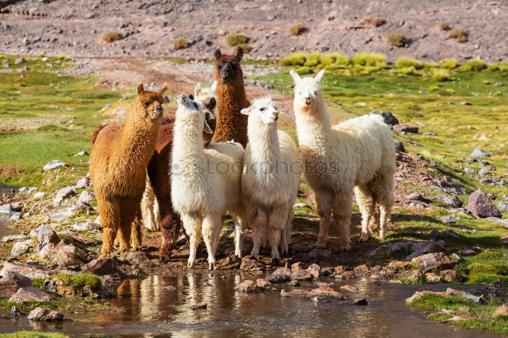 Similar – Image, Stock Photo Resting Haflinger Animal