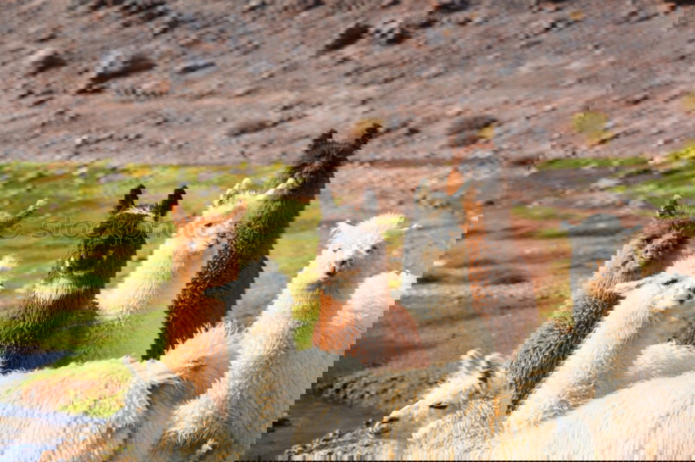 Similar – Image, Stock Photo Skins of wolves wolf skin