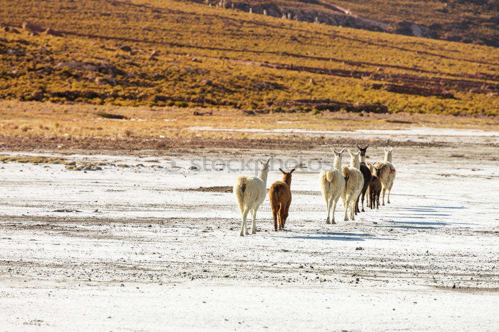 Similar – Image, Stock Photo in danakil ethiopia africa