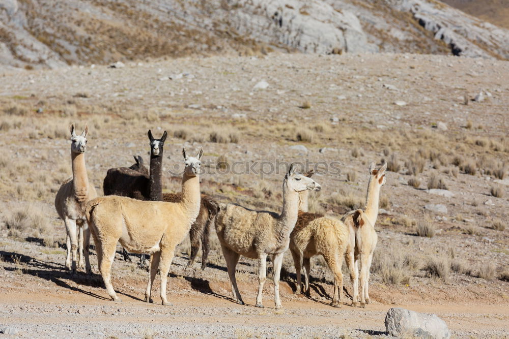 Similar – Foto Bild Guanacos exotisch Safari