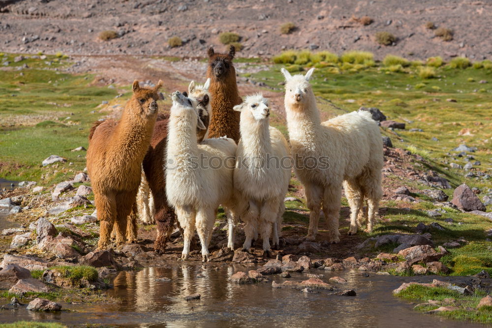 Similar – Image, Stock Photo Resting Haflinger Animal