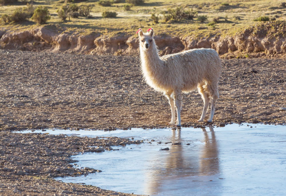 Similar – Image, Stock Photo Evening hour in the life of a sheep