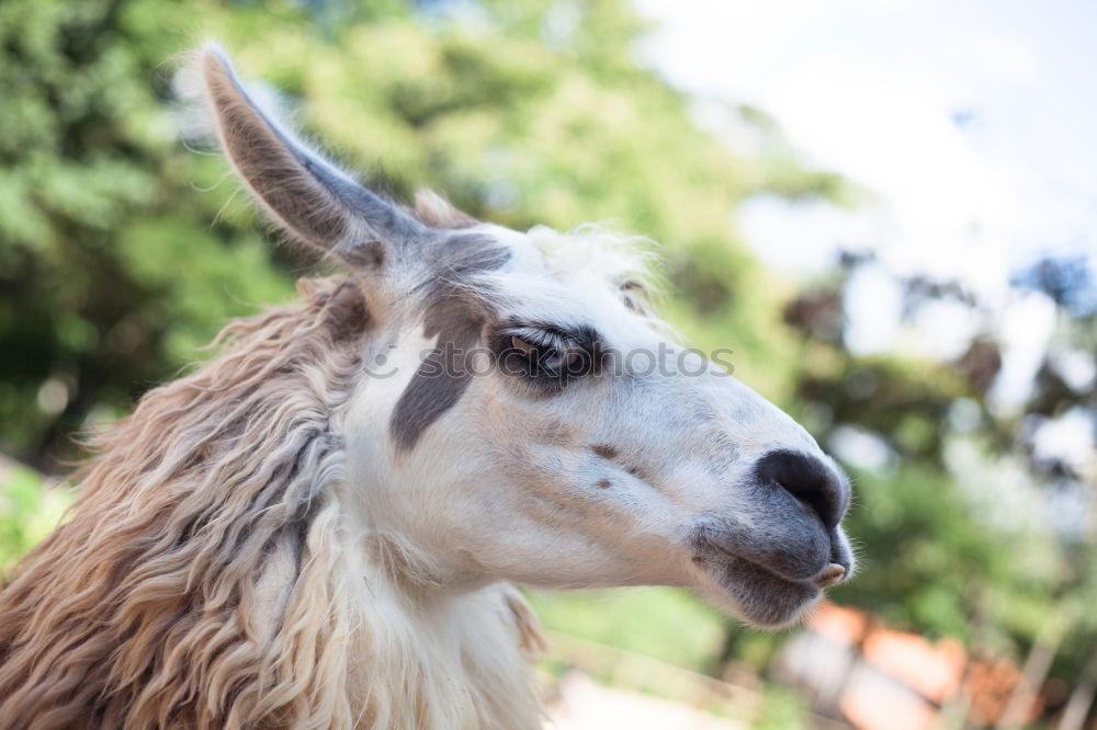 Similar – A llama stands in the woods …