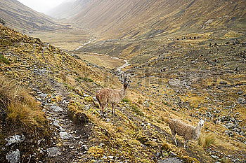 Huancayo Mountain Nature