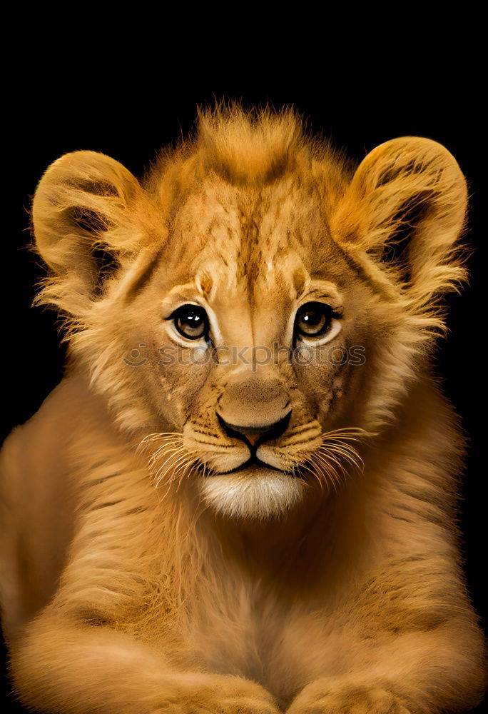 Similar – Image, Stock Photo lion Animal Wild animal