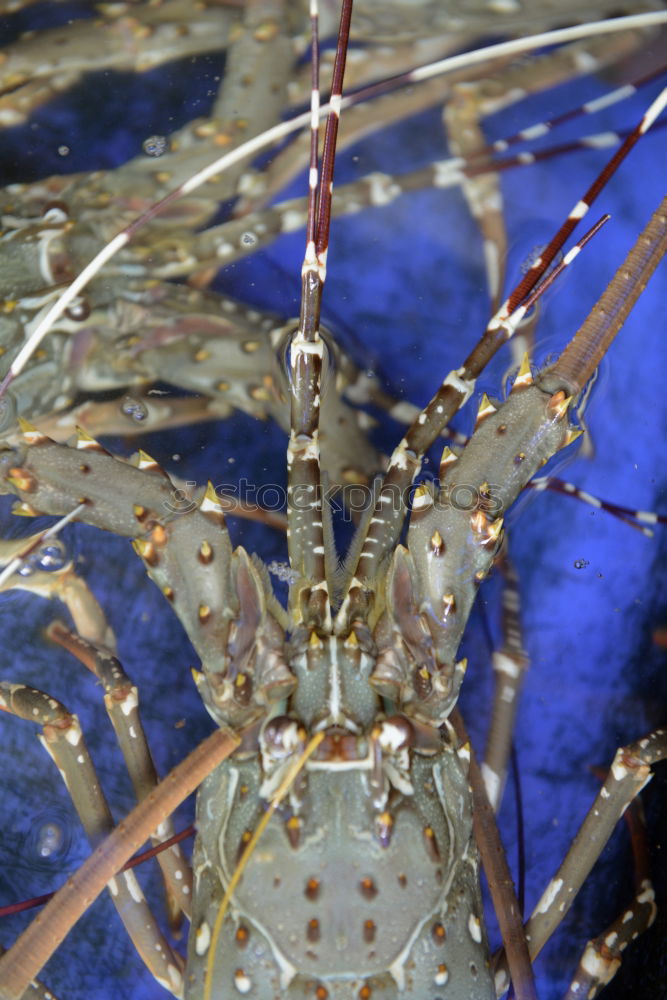 Similar – crab shooting Shrimp Ocean